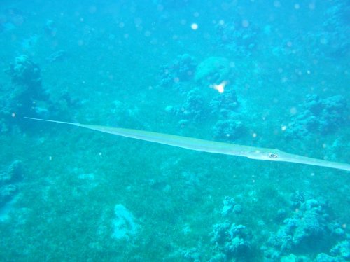 Рыба Игла Фото Рыба Игла Фото